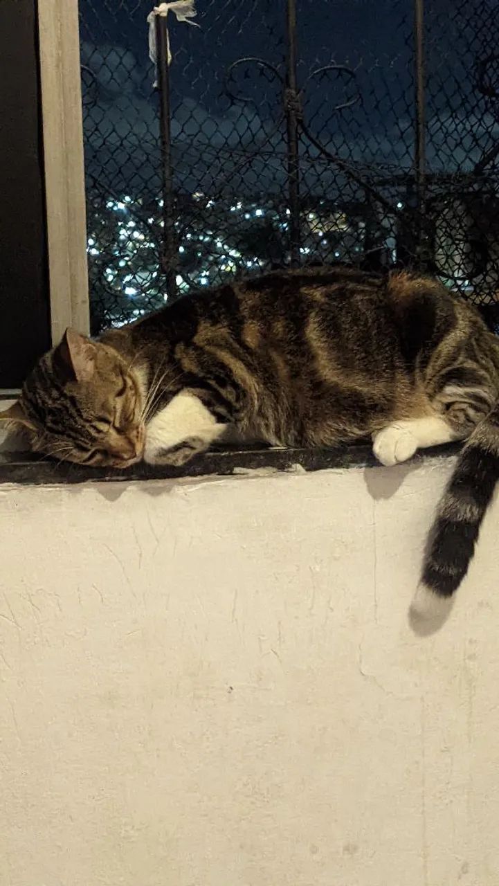 Gata mamãe para adoção - Foto 2