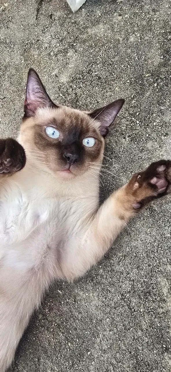 Gatinho Siamês para adoção