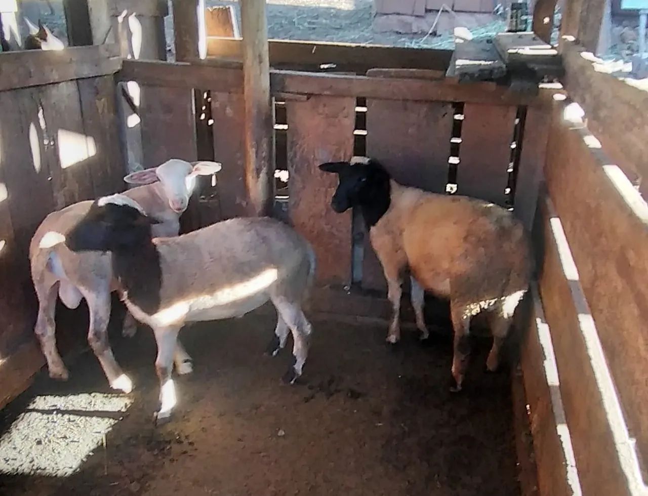 Vendo Borregos - Foto 2