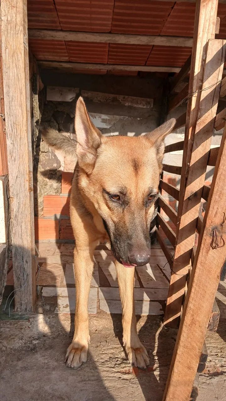 Vendas pit bull mansos, com carteira de vacinação em dias ,são 3 1macho 2femea ,2 brancos  - Foto 2