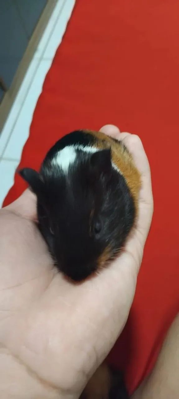 Porquinhos da Índia 63824582042243121