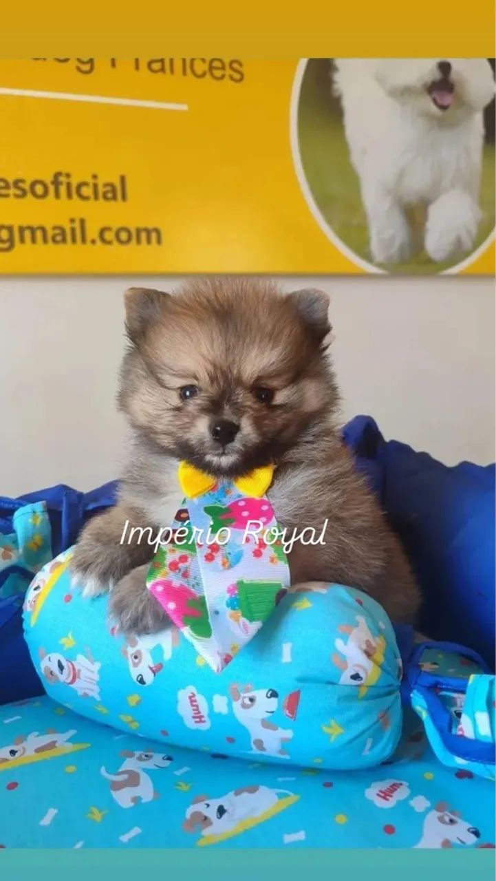 Spitz Fêmea e Machinho! Em ate 10 x no cartao  