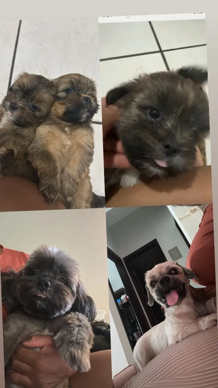 Cachorro