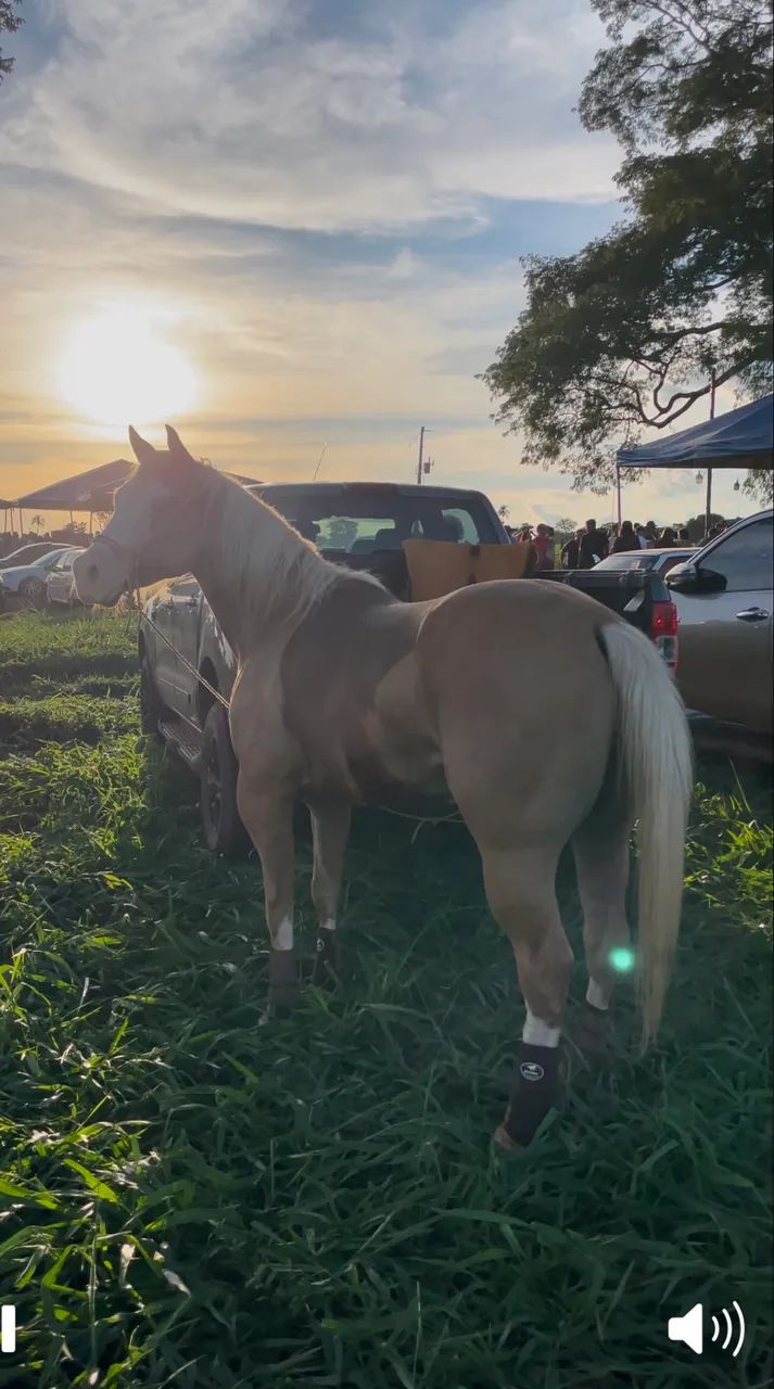 Quarto de Milha Palomino Registrado - Linhagem Gunner