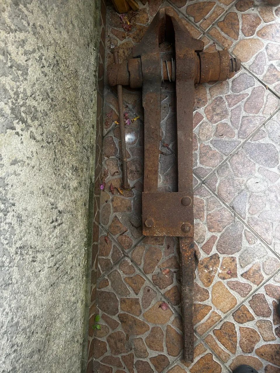Morsa - Foto 2