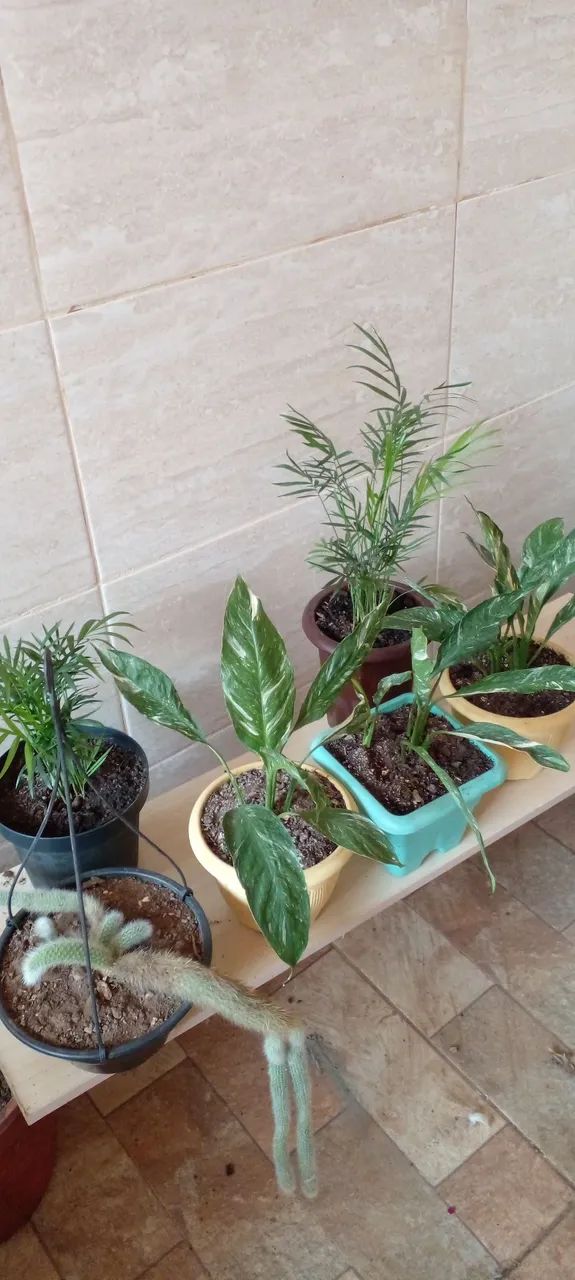 Vasos de plantas variadas - Foto 5