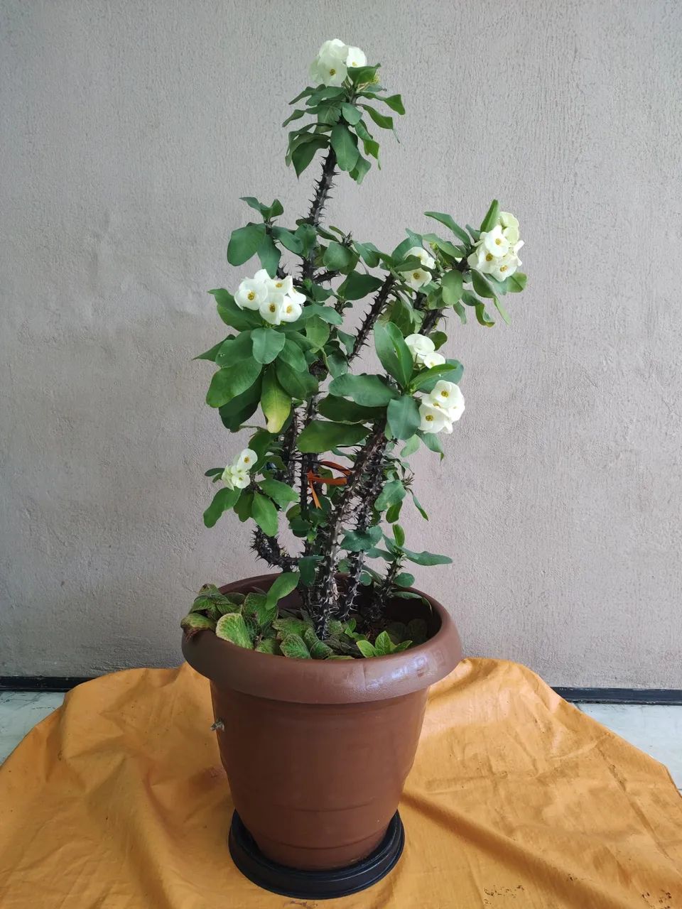 Planta Eu e Tú gigante  - Foto 5