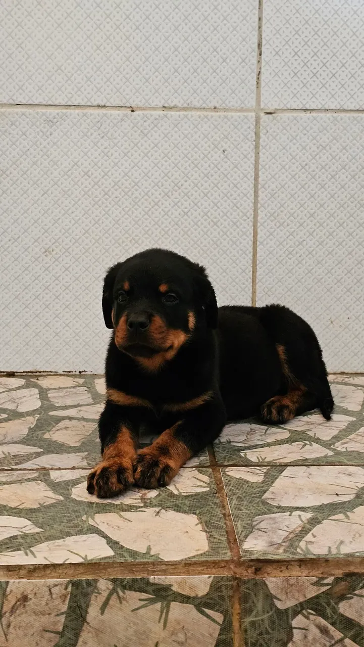 Filhote de Rottweiler macho