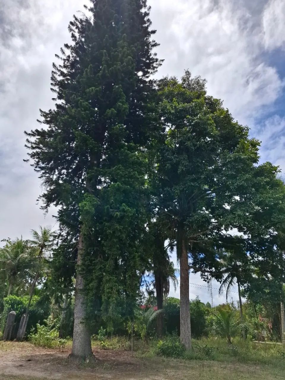 Vendo Árvore de madeira de Lei para Mesas - Foto 5