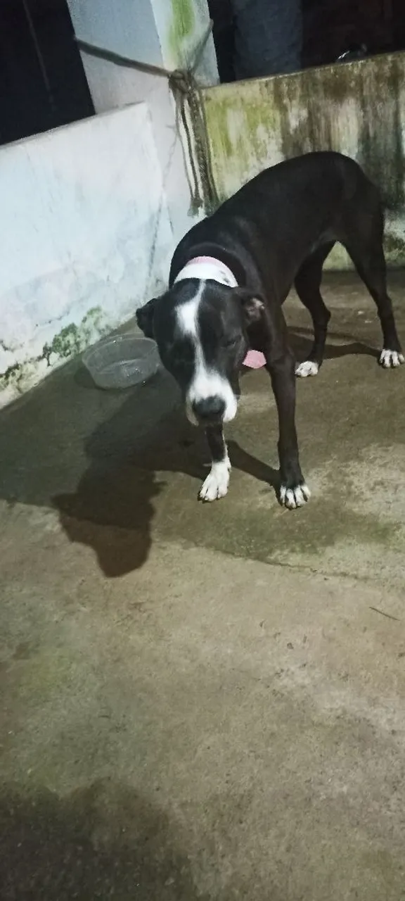Estou doando essa cachorra Filhote de Pitbull e mãe labradora