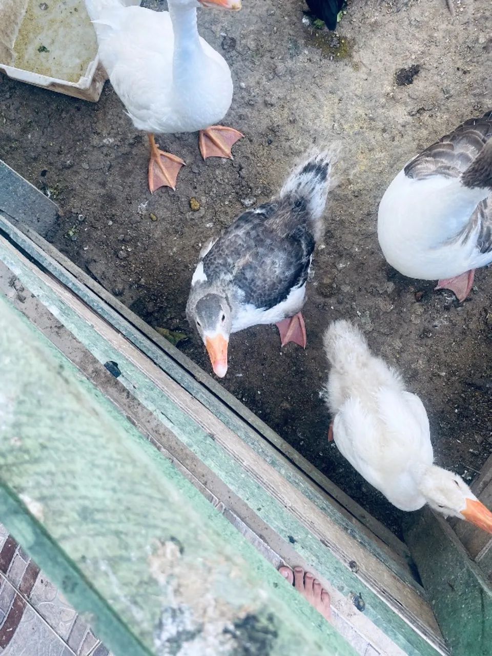 Gansos e galinhas para vender logo  - Foto 6