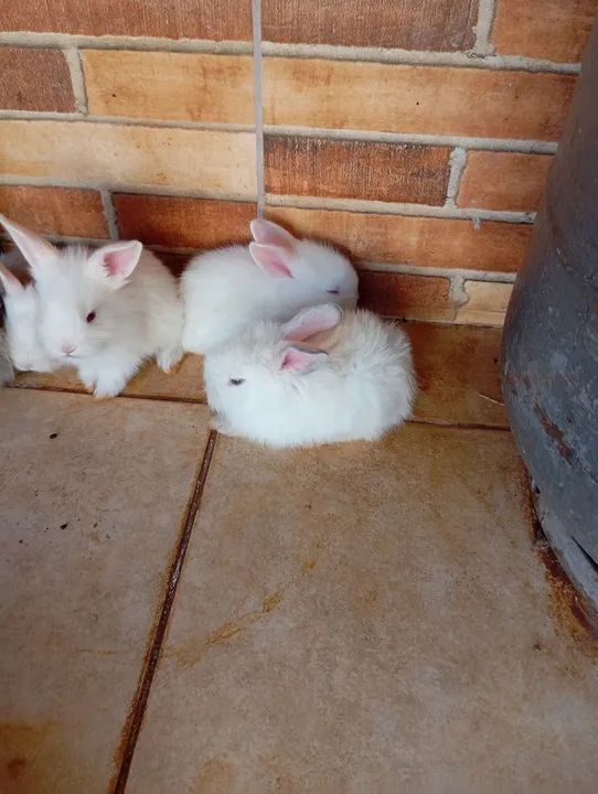 Vendo filhotes de coelho  - Foto 3