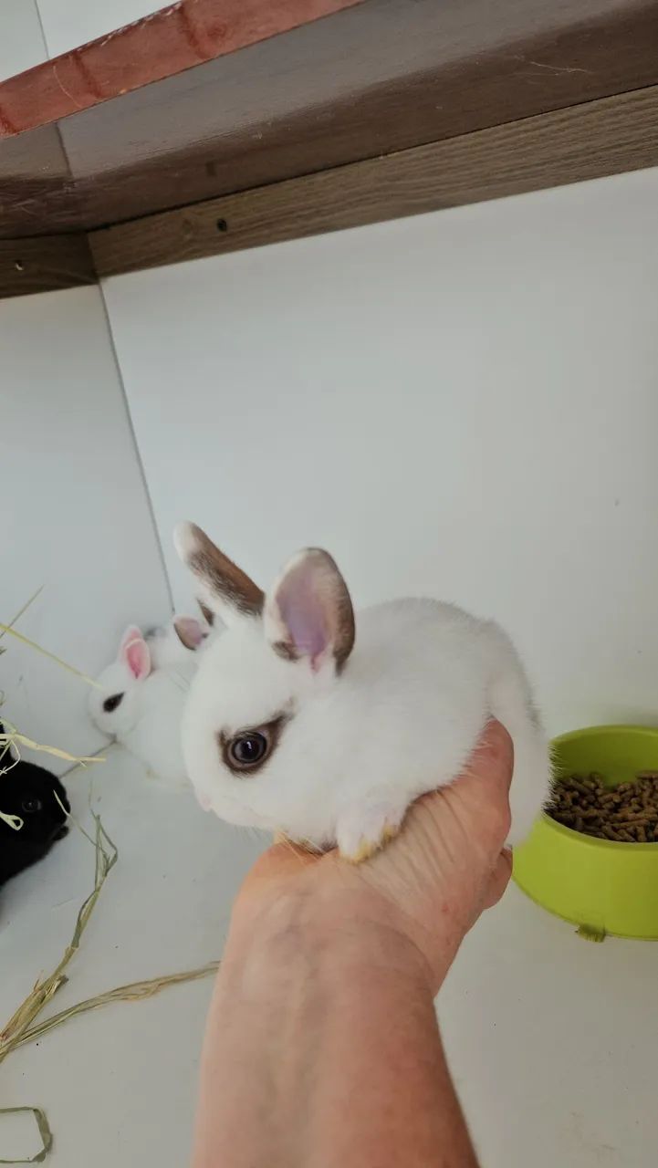 Coelho Anao Netherland  - Foto 4