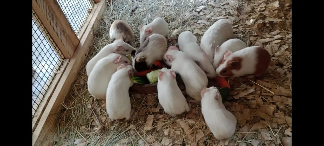 Porquinhos da índia  - Foto 2