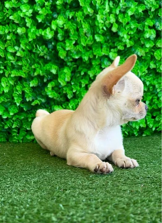 Chihuahua Fêmea Linda 4 meses - PEDIGREE CBKC - Foto 2