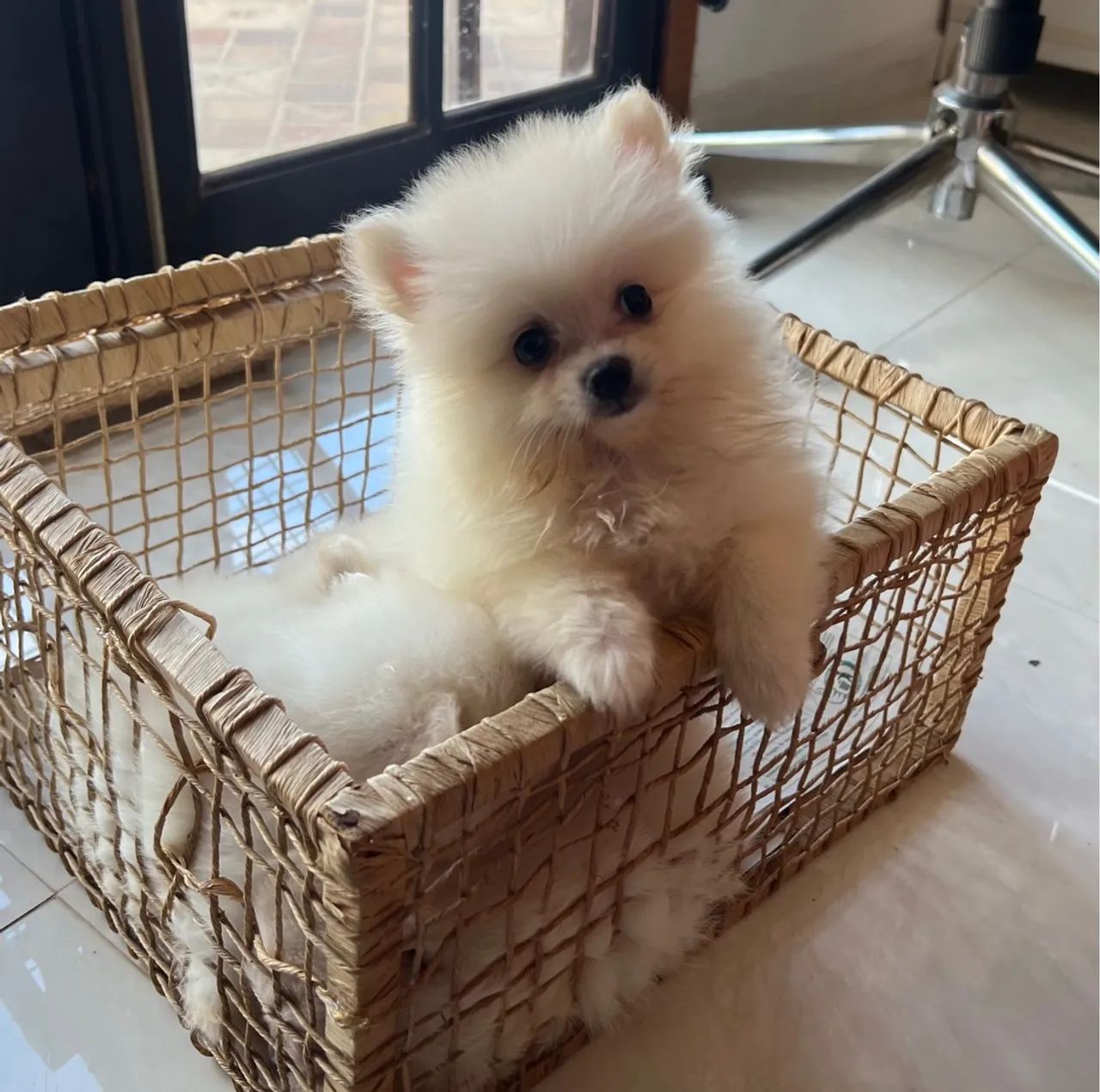 SPITZZZ  Macho com pedigree