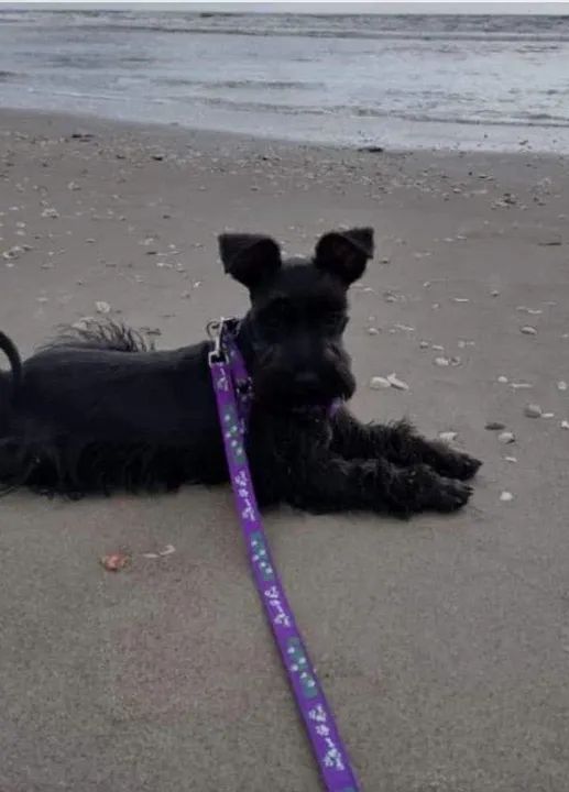 filhotes Fêmeas Schnauzers  - Foto 4