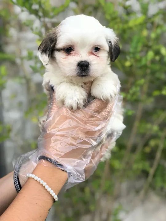 Lhasa Apso trabalhamos com mais de 20 raças. - Foto 3
