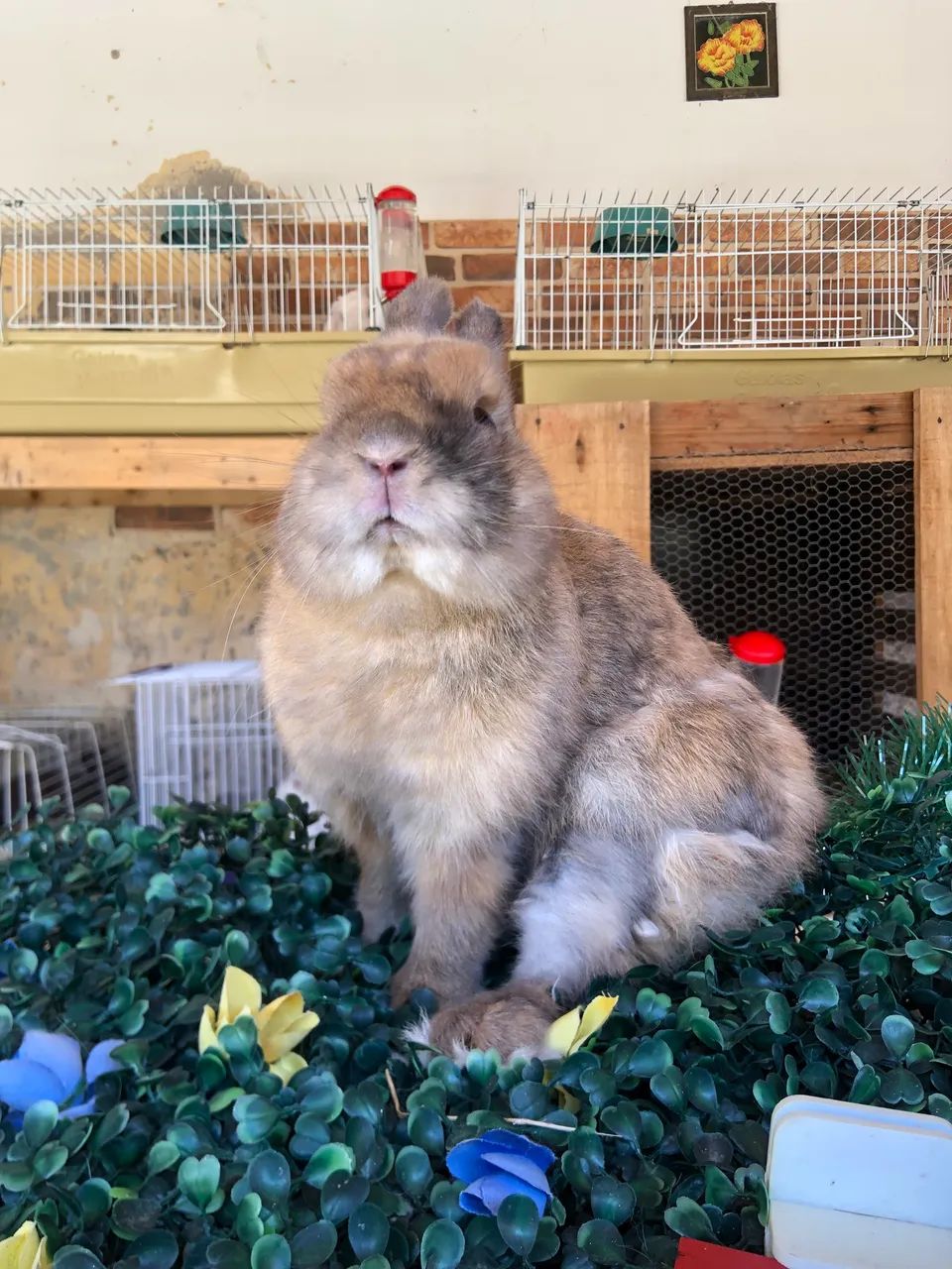 Doação - coelho anão da raça netherland dwarf macho - doação  - Foto 3