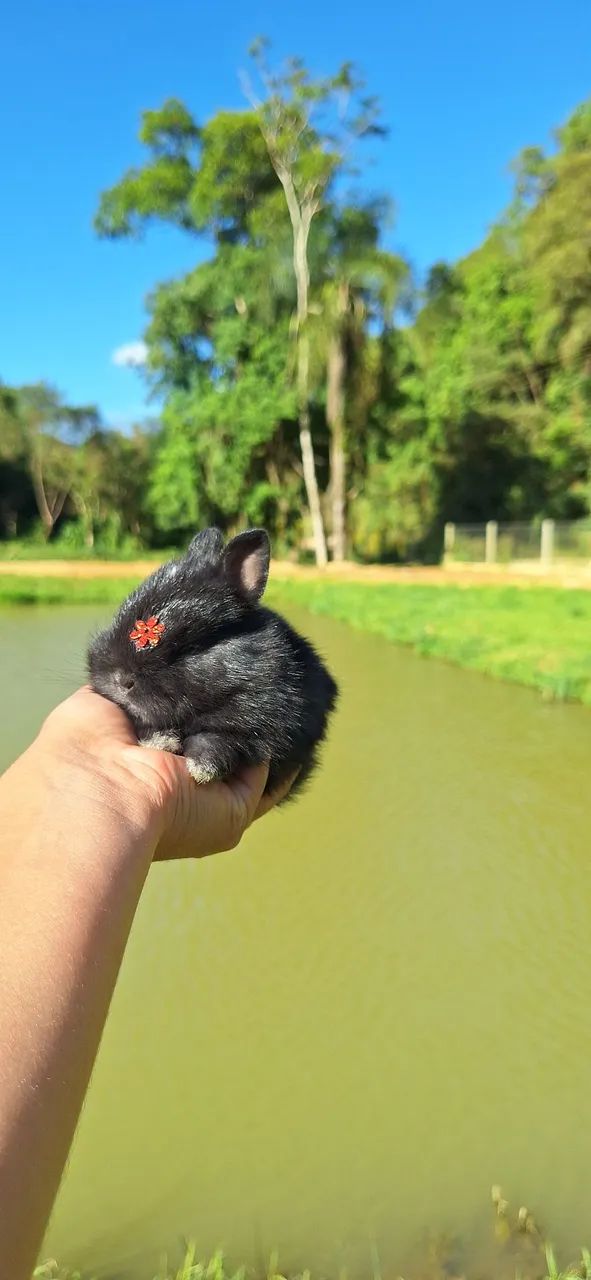 Mini Netherland Dwarf Rabbit64650777870467123