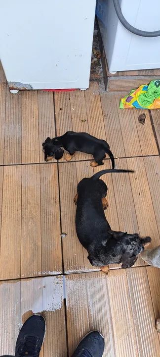 Filhotes de Salsicha, Dachshund, teckel, mini basset, salsichinha, linguiça  - Foto 5
