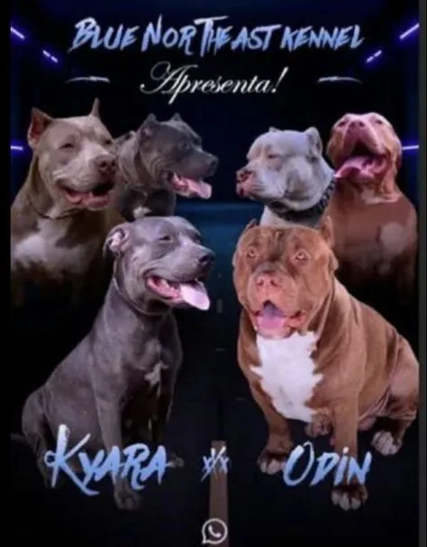 Filhotes de Pitbull - Kyara x Odin