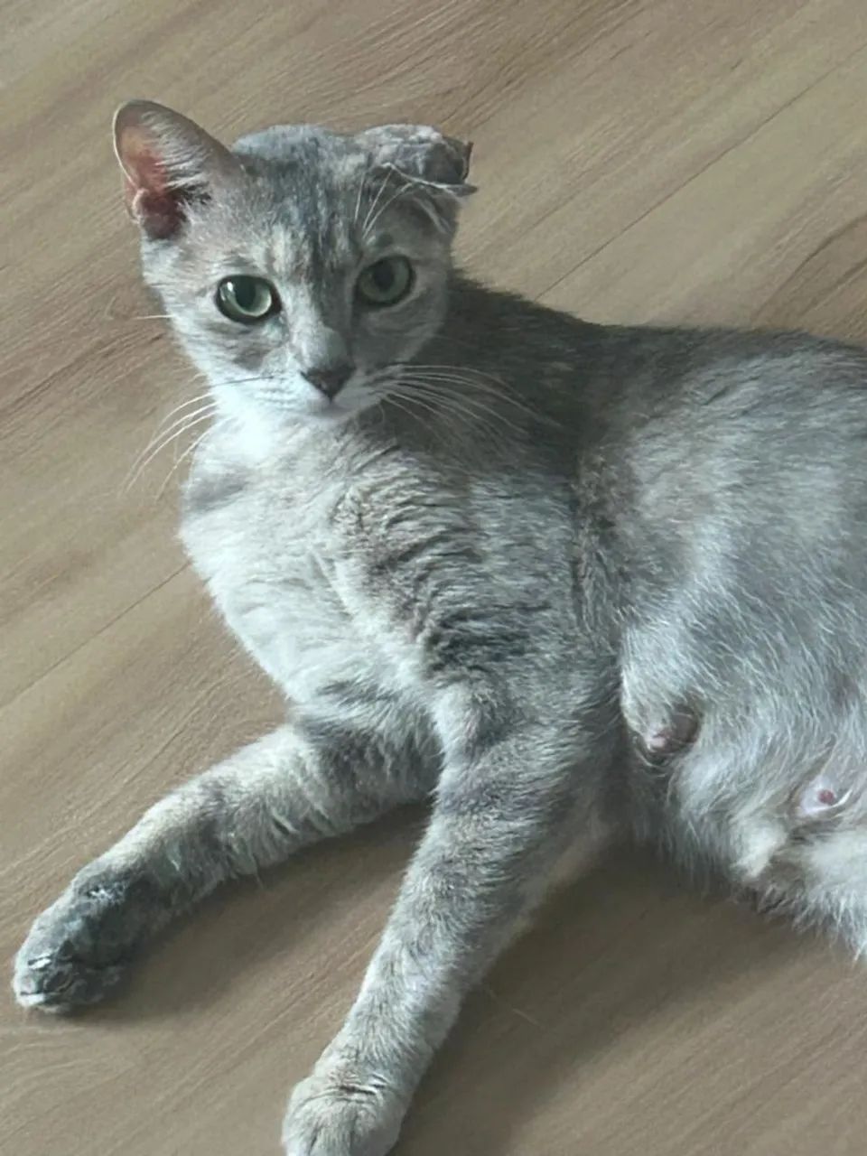 Meg, 1 ano, castrada. - Foto 3