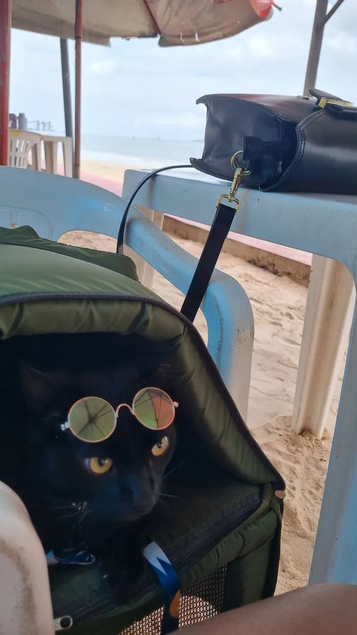 Caixa de Transporte para Gato - Foto 3