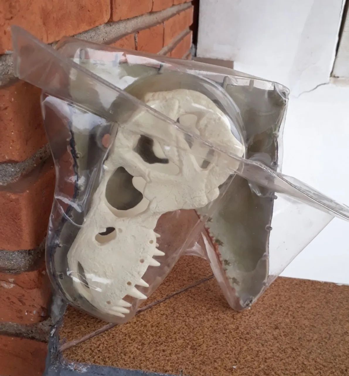 Parte do Crânio fascículo 1 Tiranossauro Rex somente peça da cara crânio (novo lacrado) - Foto 5