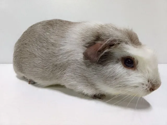 Porquinho da Índia
