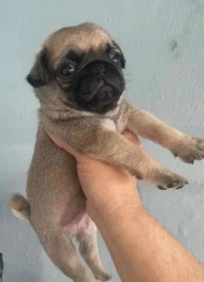 Filhote de Pug | Pug a pronta entrega | Hero Dog?s 