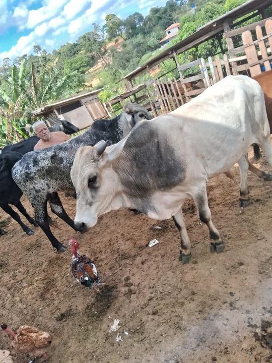 Vendo essa vaca e esse boi