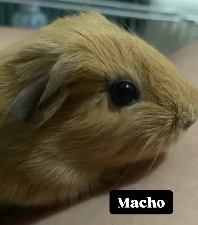 Porquinho da Índia Macho(bege) e fêmea