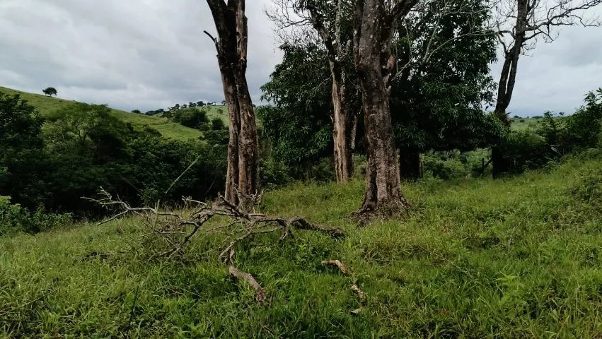 Ótimo sítio venda em São João Nepomuceno MG.  - Foto 8