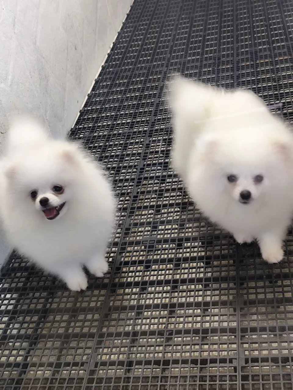 Lindos filhotes de Spitz Alemão disponíveis!