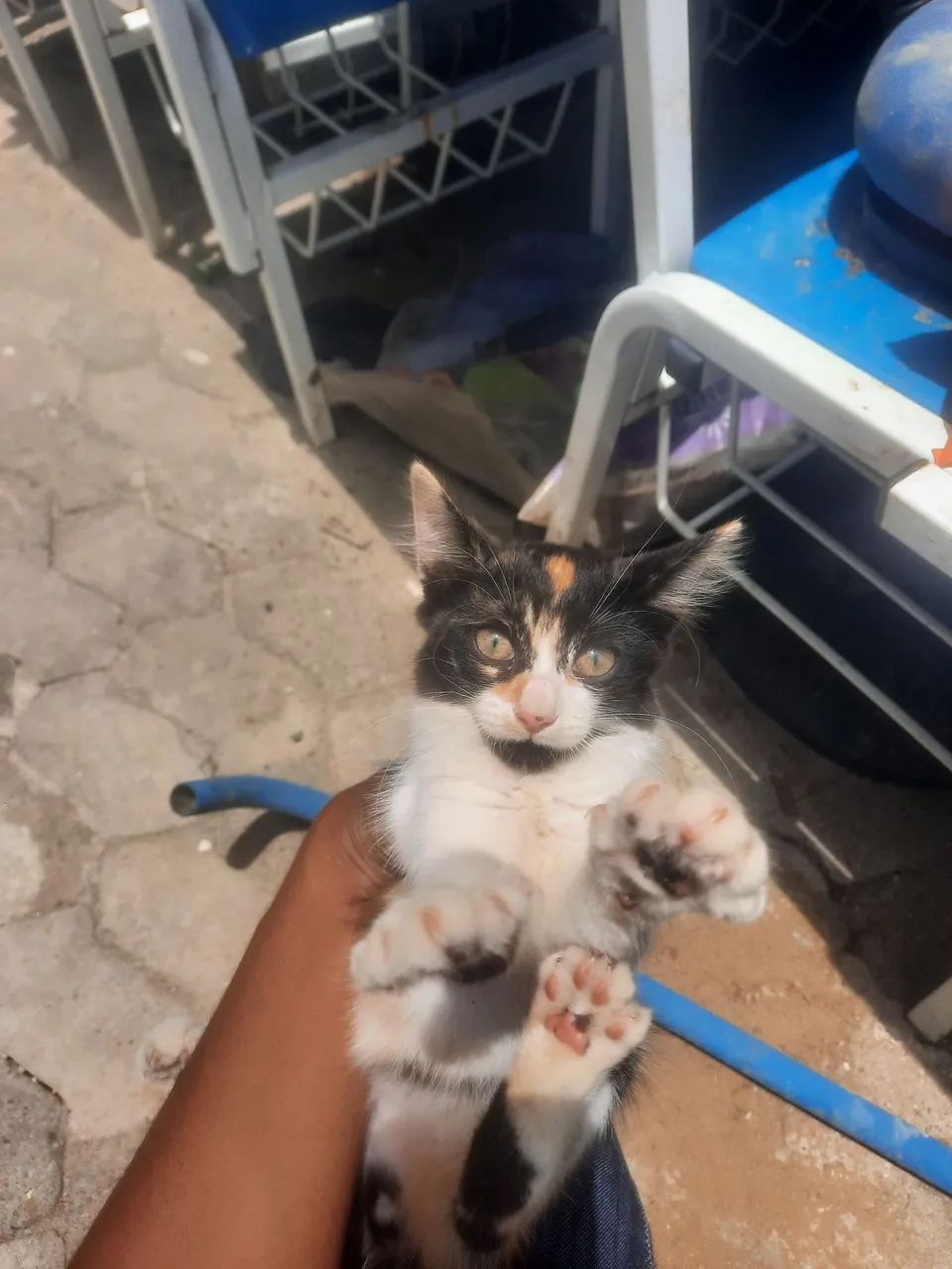 Doação responsável Gatinha filhote  - Foto 2