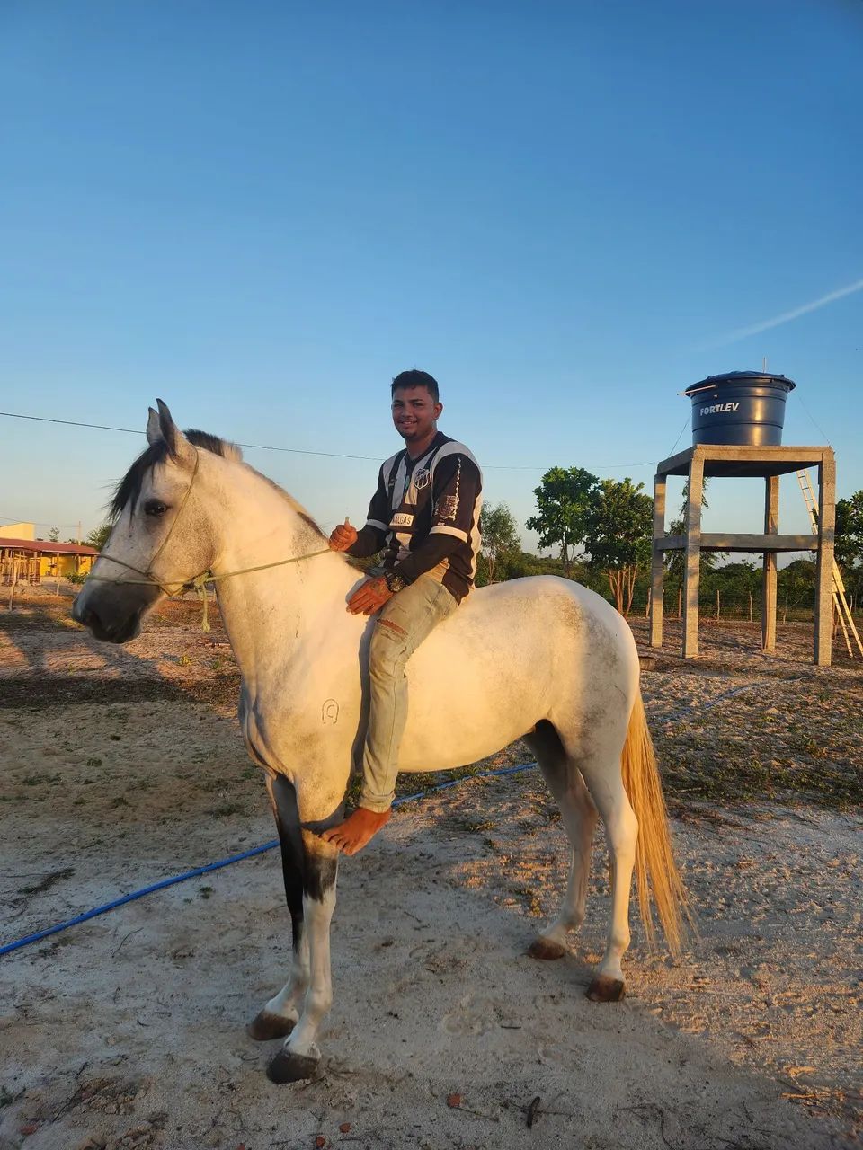 Cavalo Campolina com Papel - Foto 3