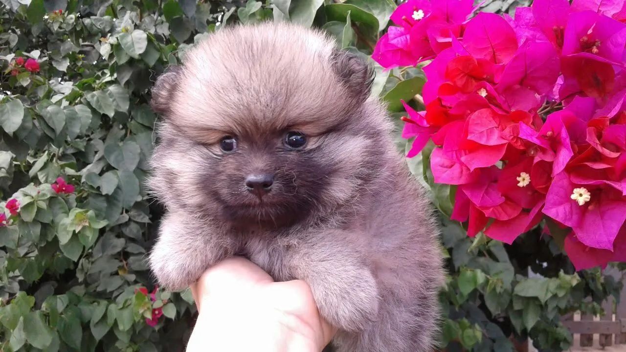 Spitz Alemão com pedigree - Foto 3