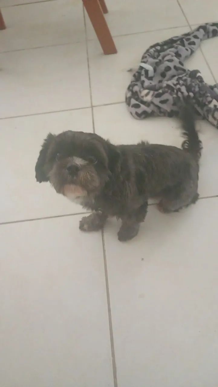 Cachorro stizu
