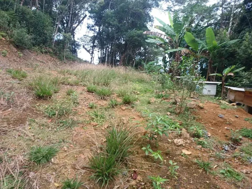 Sítio para venda tem 2 hectares  em Santa Izabel - Águas Mornas - SC - Foto 2