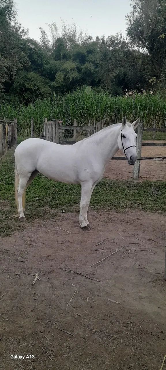 Égua Mangalarga Marchador 