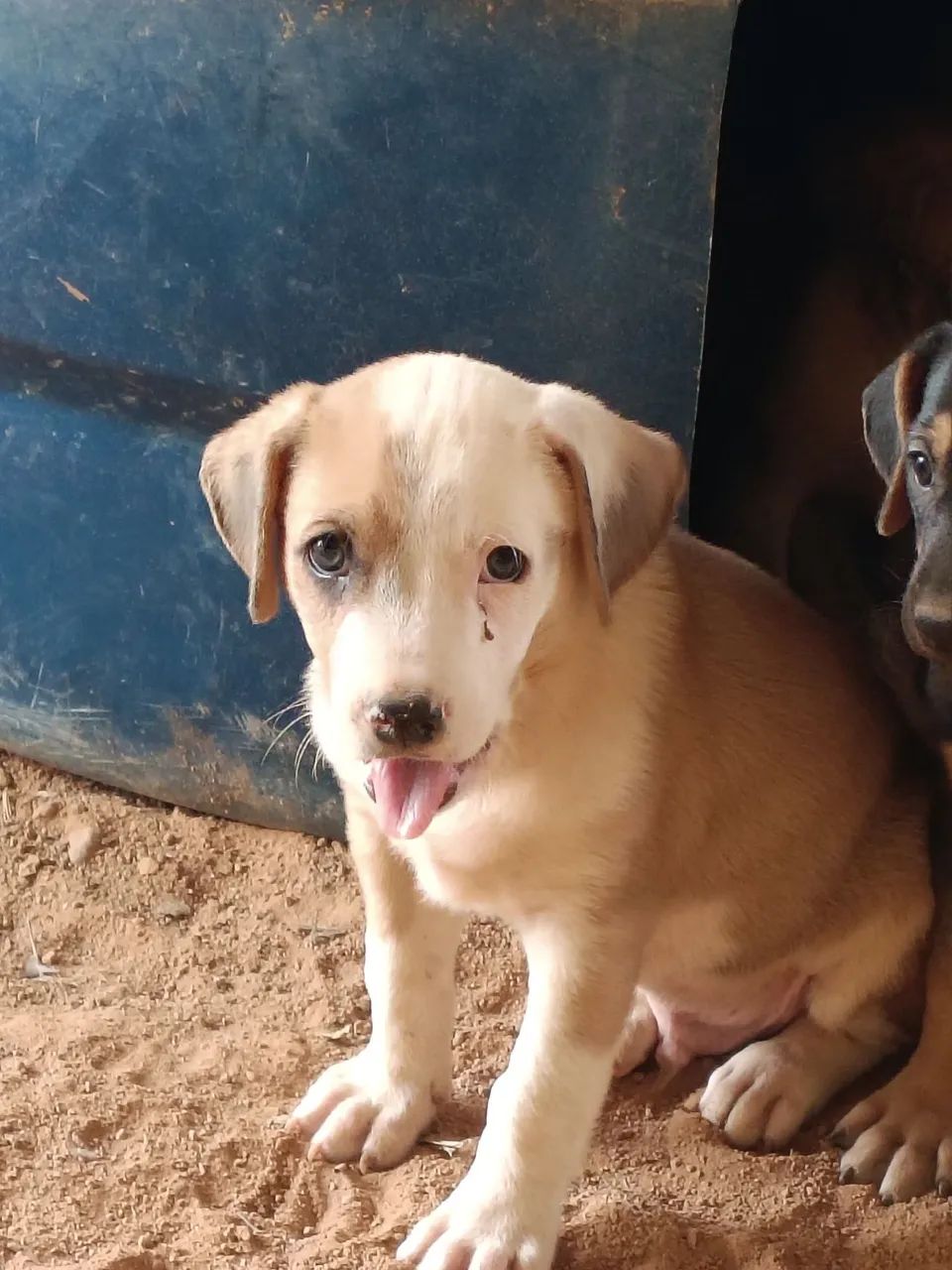 Filhotes de Cachorro  - Foto 2
