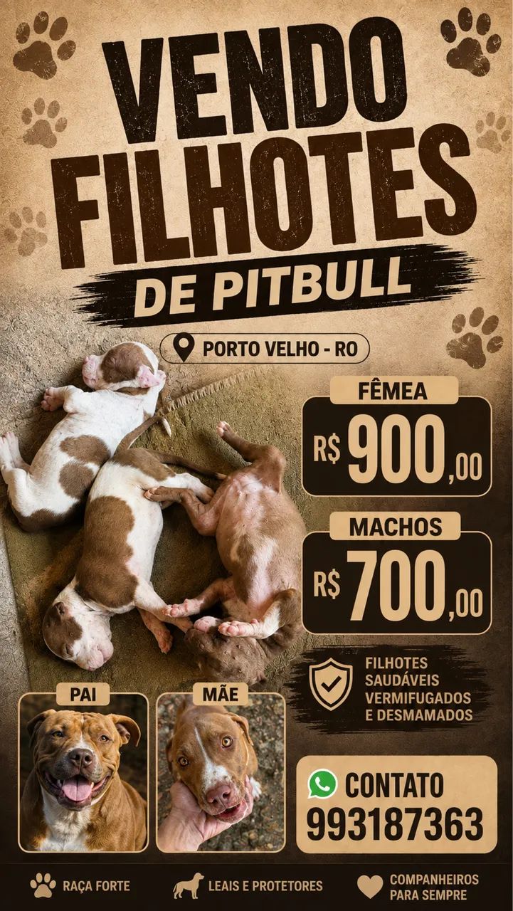 Filhotes de Pitbull  - Foto 3