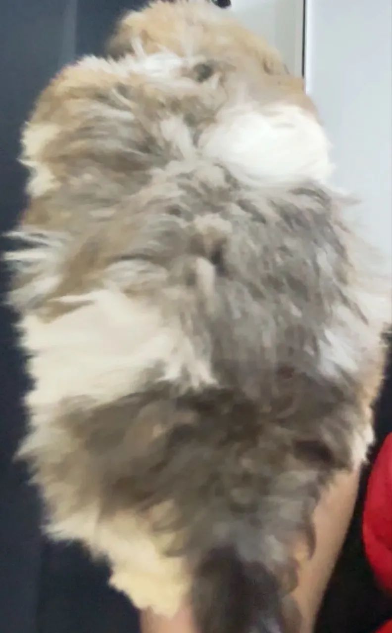 Lhasa apso  lindos bebês da Esmeralda - Foto 6