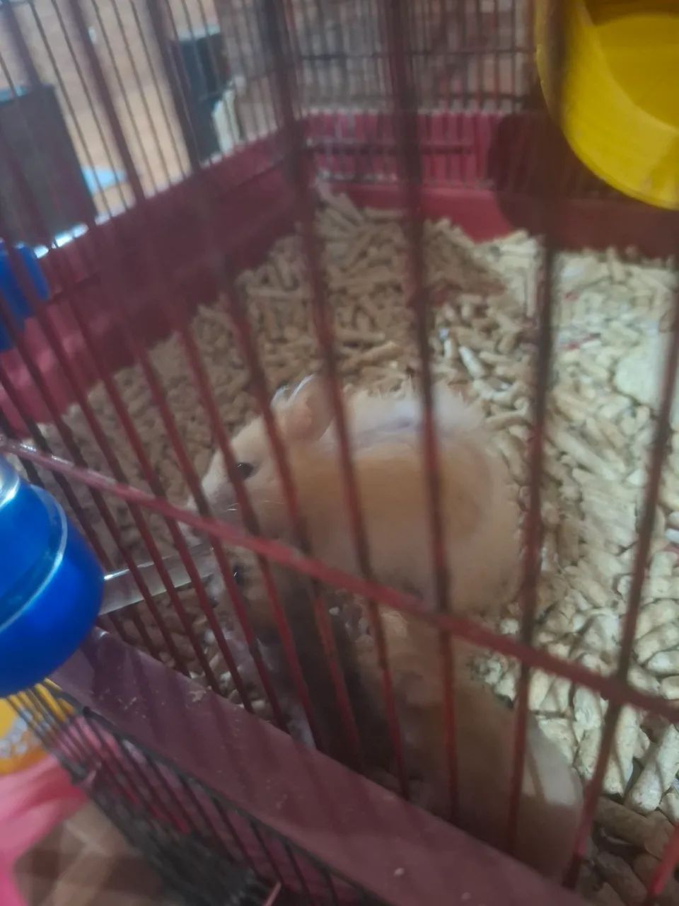 Twister e Hamster sírio  - Foto 3