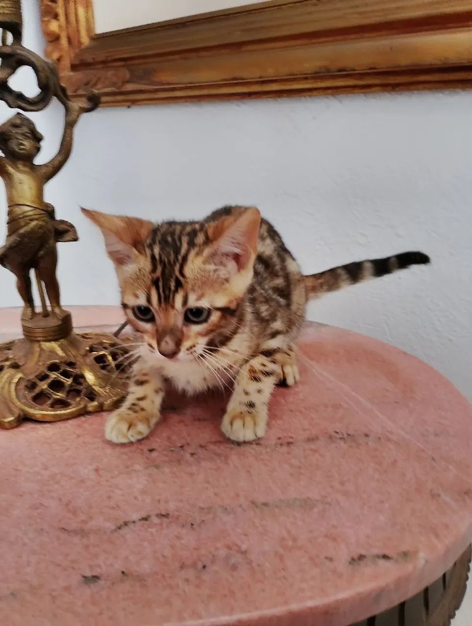 Bengal - Foto 3