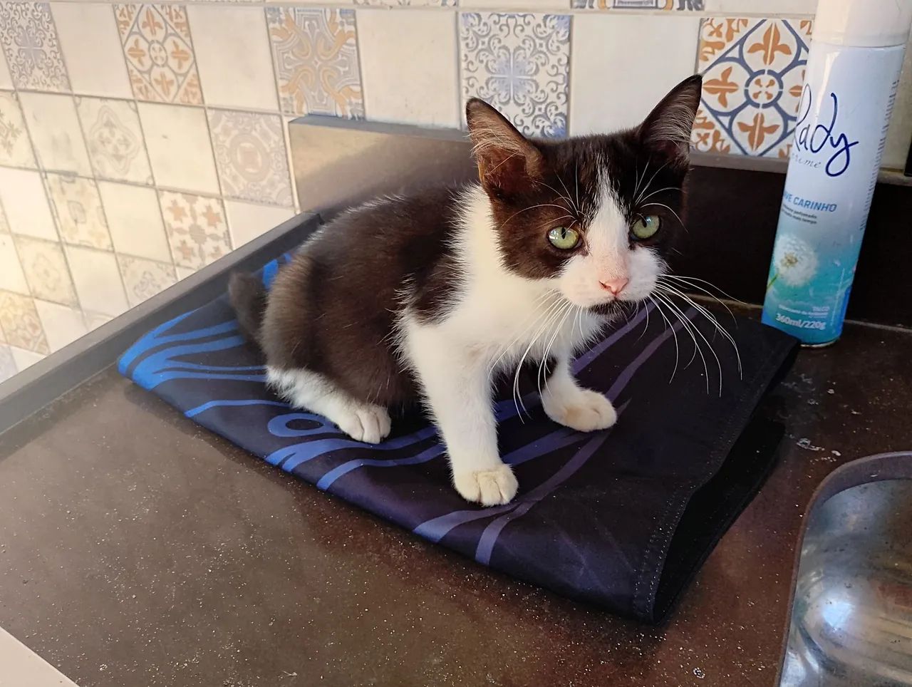 Doação de gatinho macho