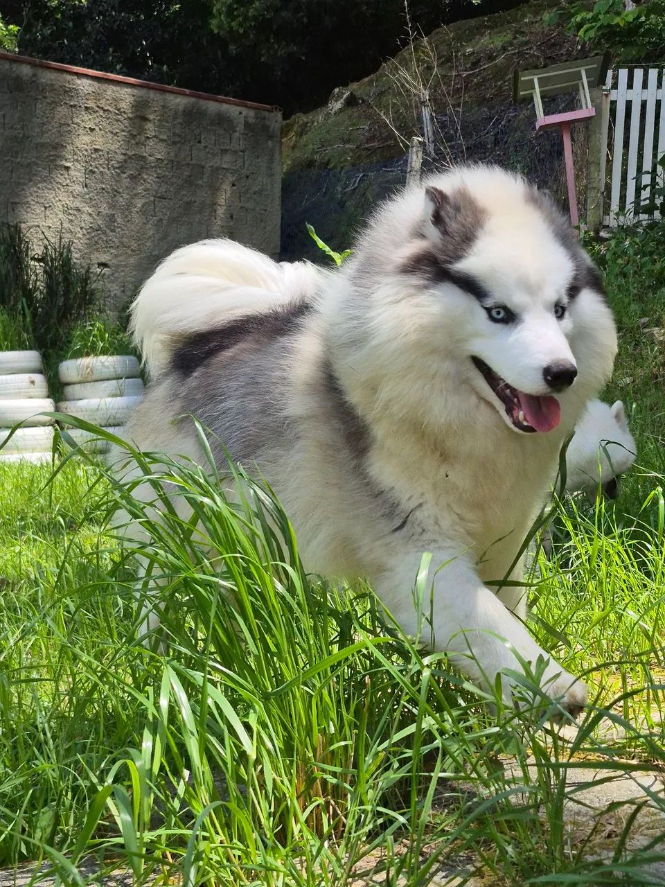 Husky 11 meses - Foto 4