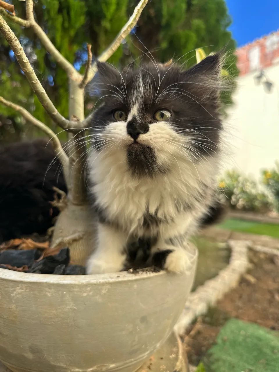 Gatos Persas - Foto 5