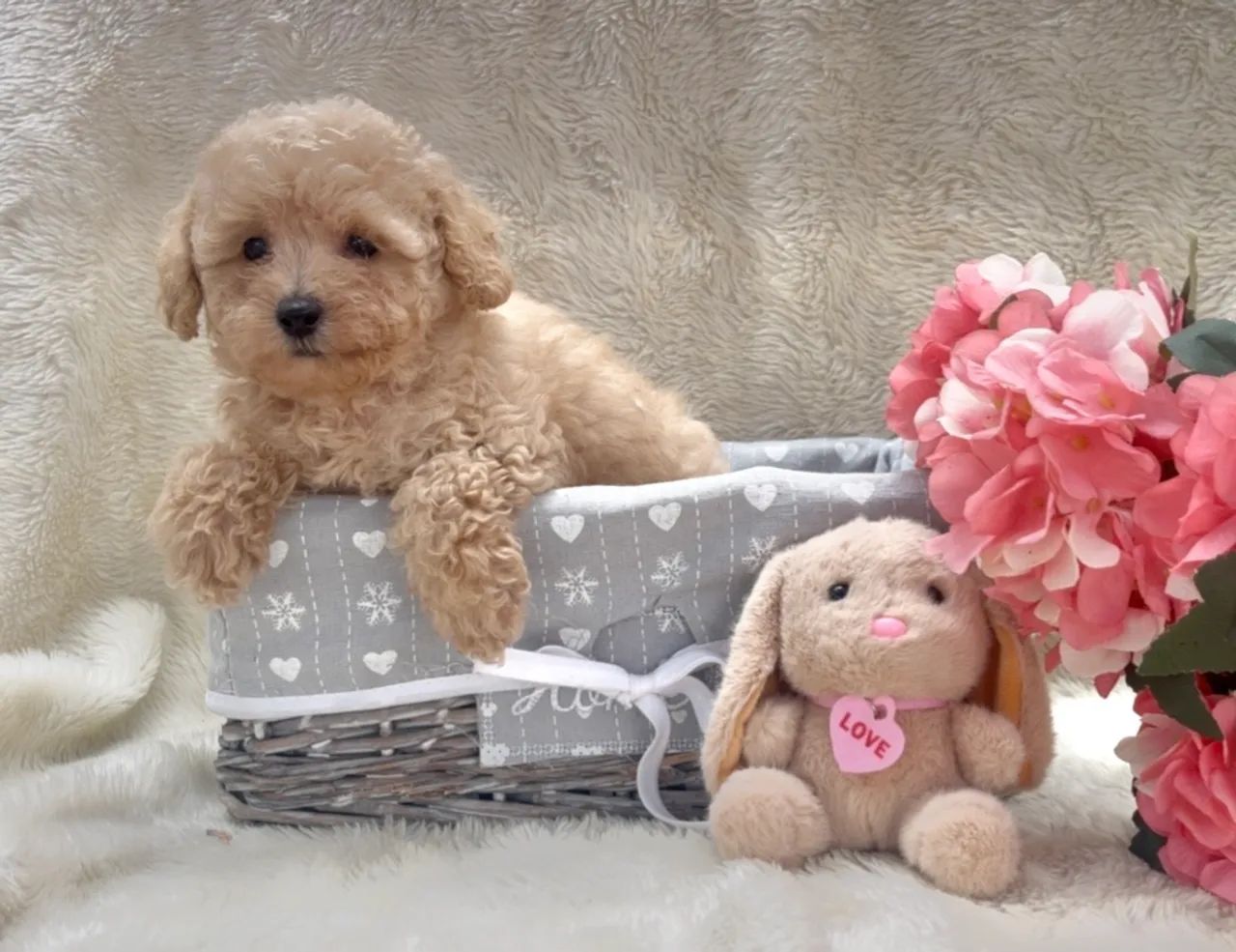 Poodle champanhe  - Foto 3